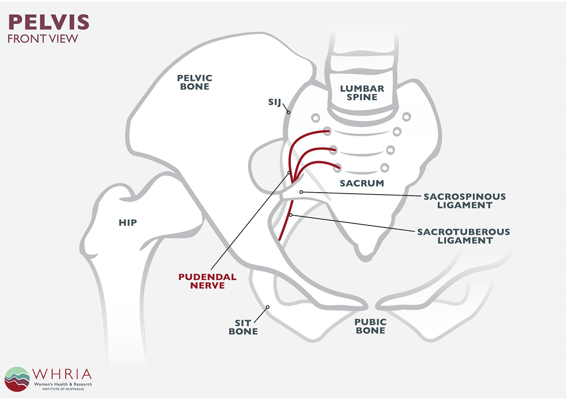 pudendal neuralgia treatment #10